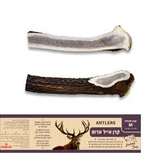 קרן אייל חצויה M