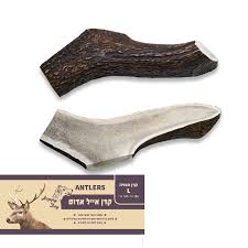 קרן אייל חצויה L