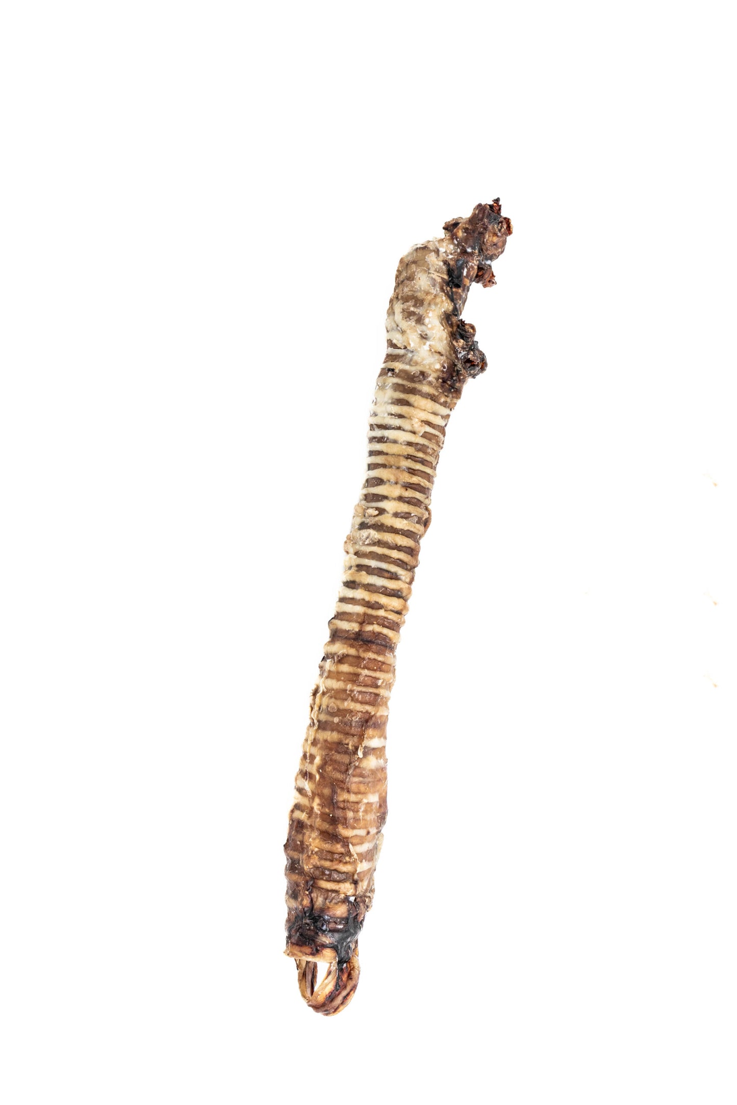 קנה בקר מיובש 25-30 ס"מ