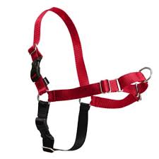 פטסייף easy walk רתמת גוף L אדום 1 יחידה